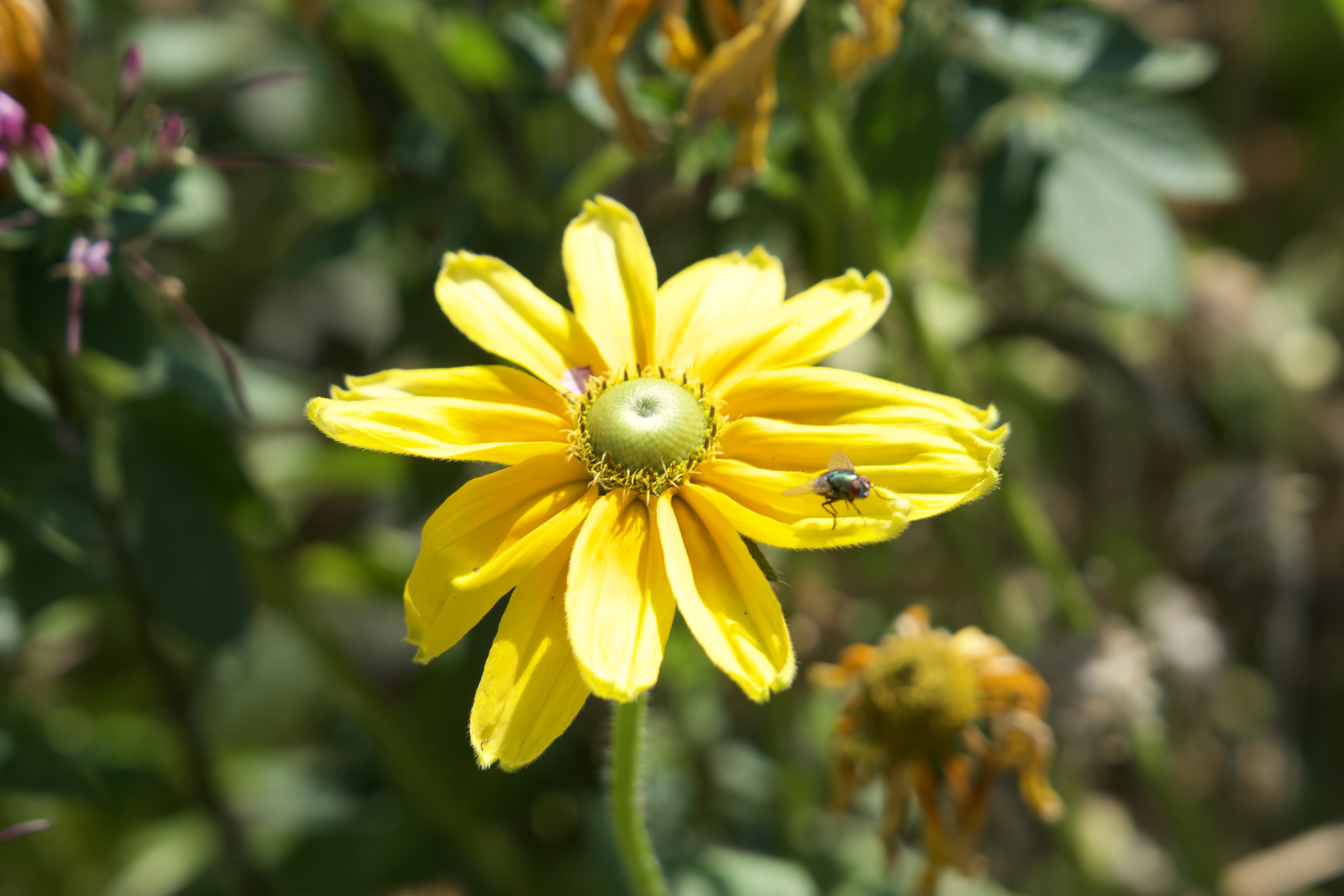 Photos de fleurs d'été