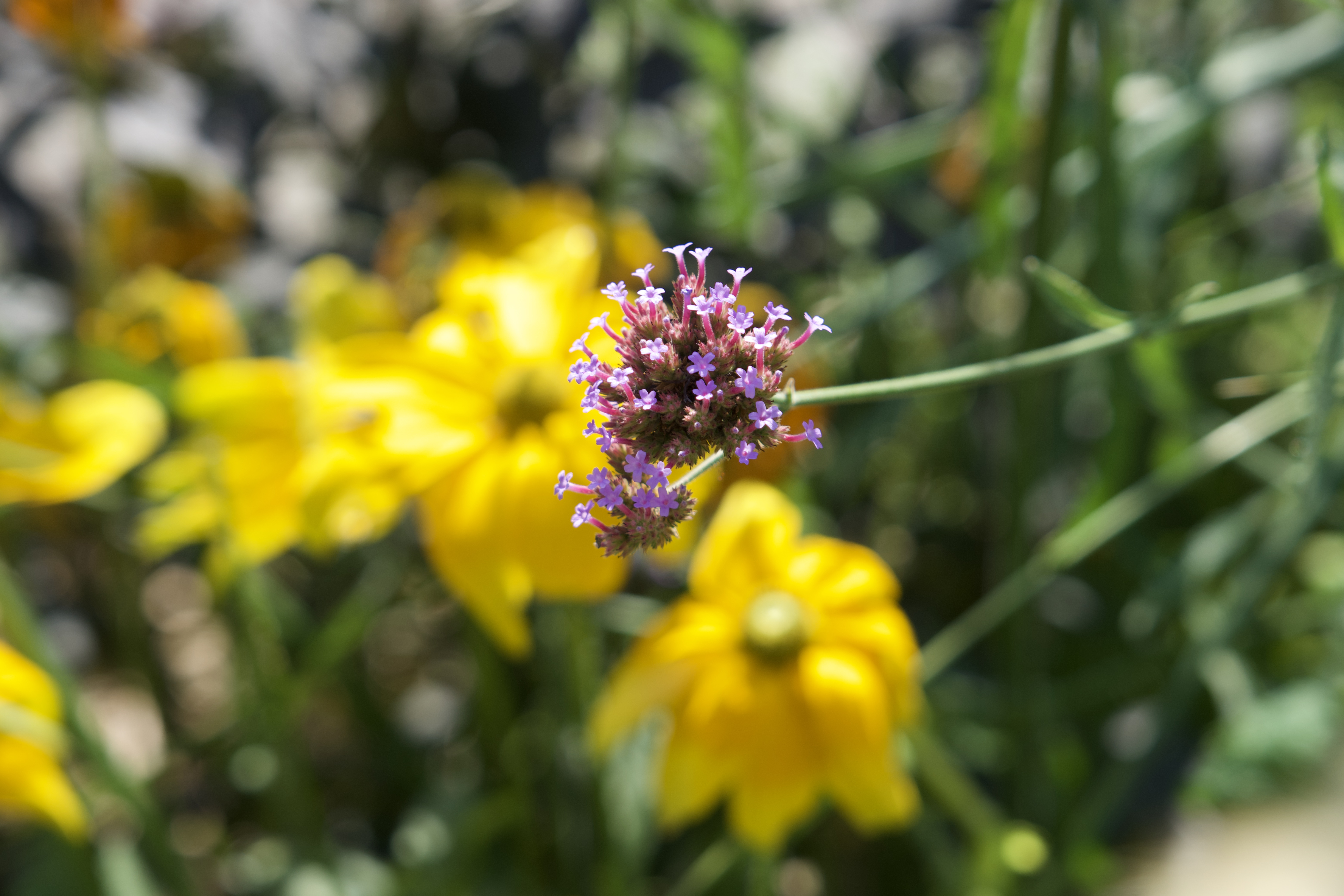 Photos de fleurs d'été