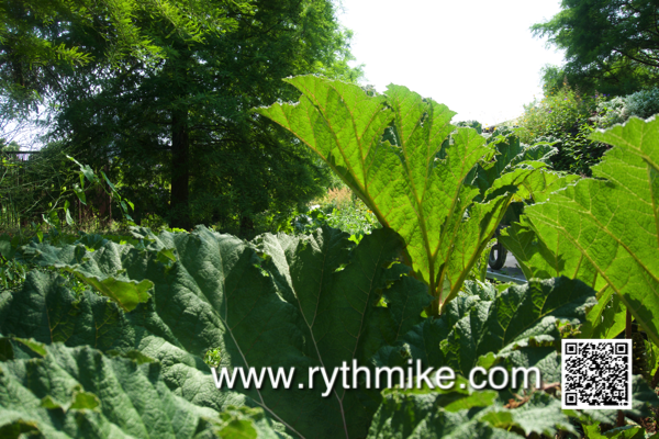 Photo du jardin des géants