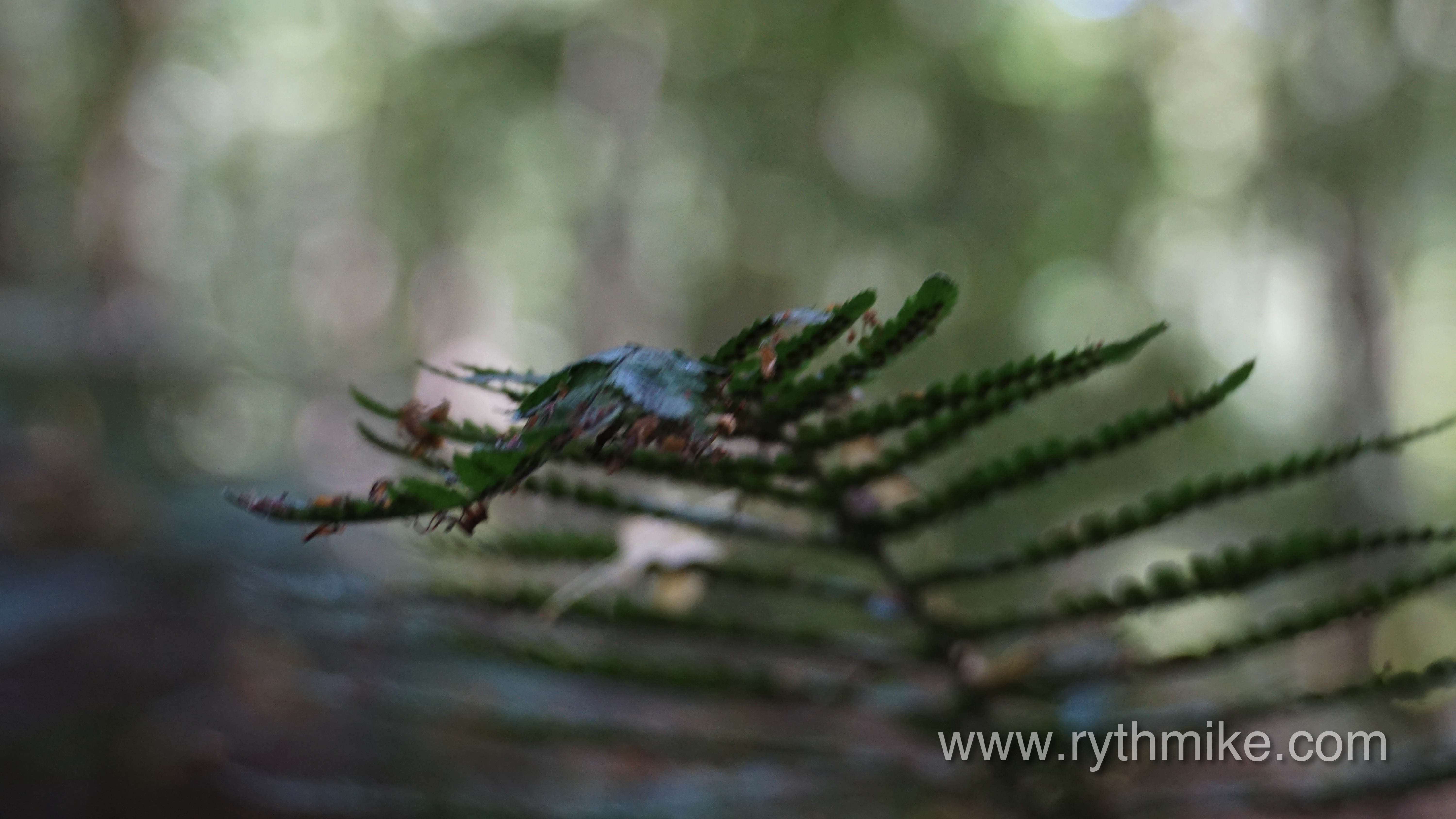 sous bois par rythmike