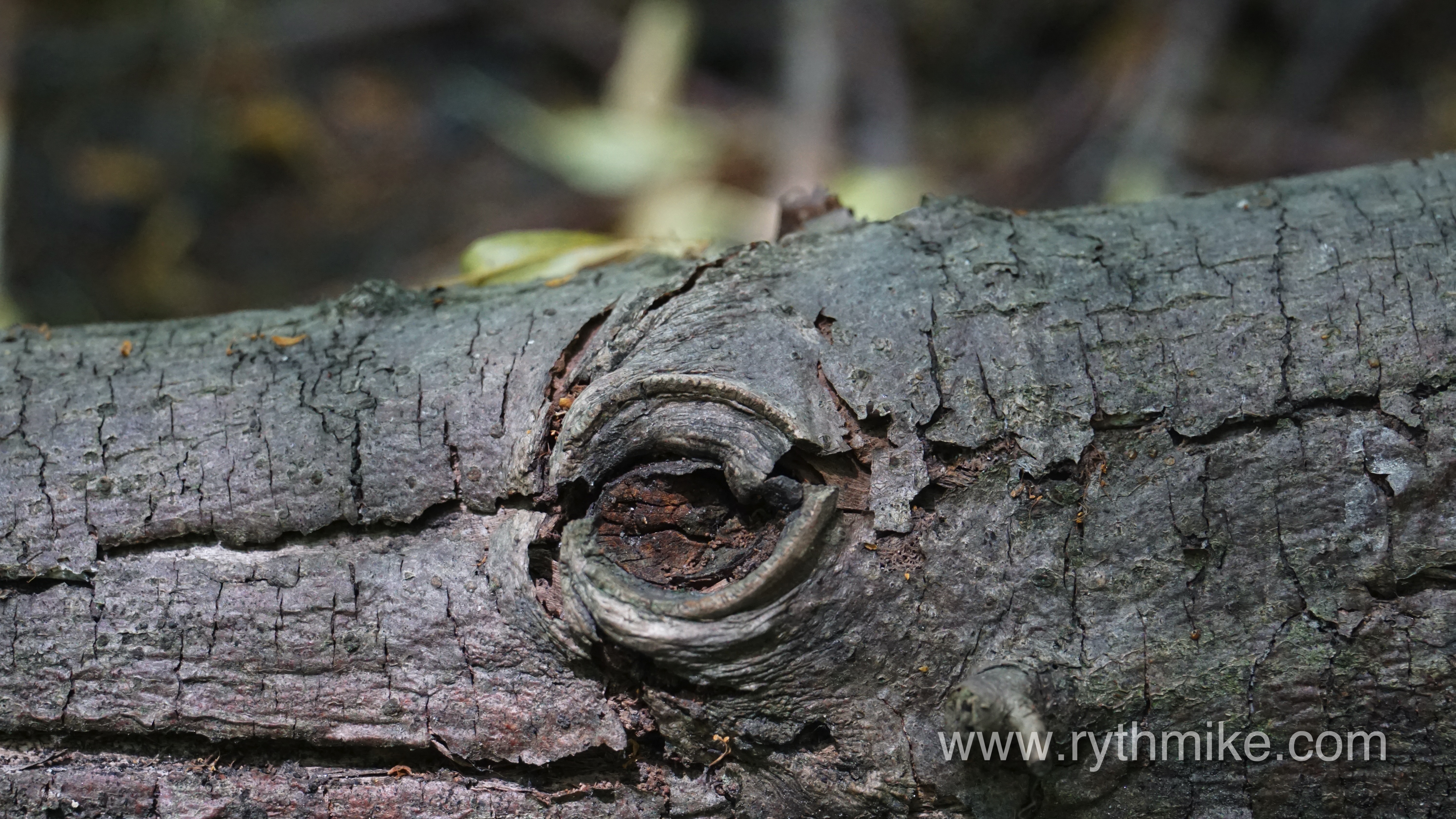 sous bois par rythmike